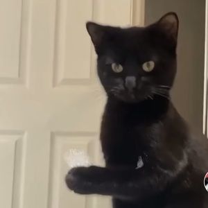 Meet your Posher, Ileana